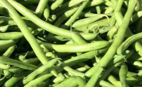 Lacto-fermented Green Beans